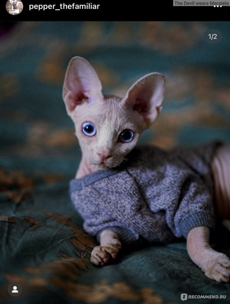 Корм для сфинкса