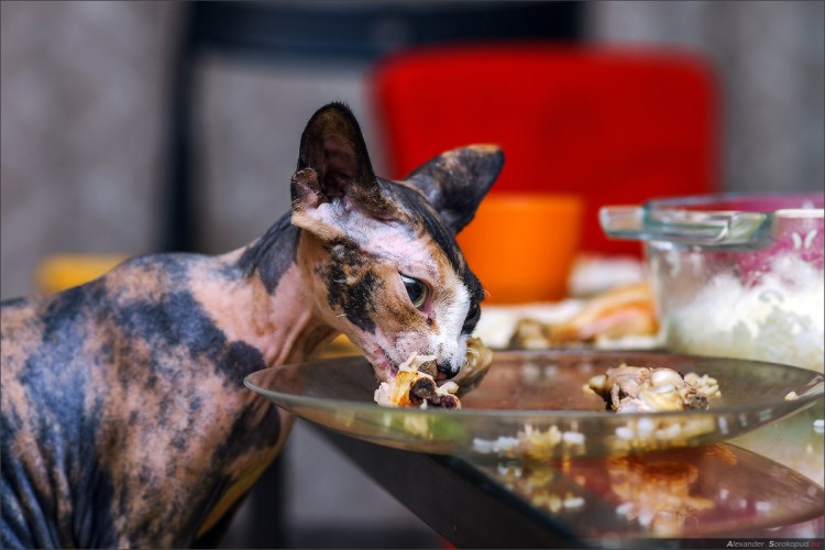 Что едят сфинксы кошки