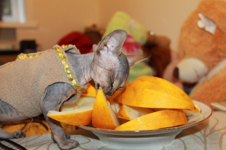 Дальневосточный сфинкс кот