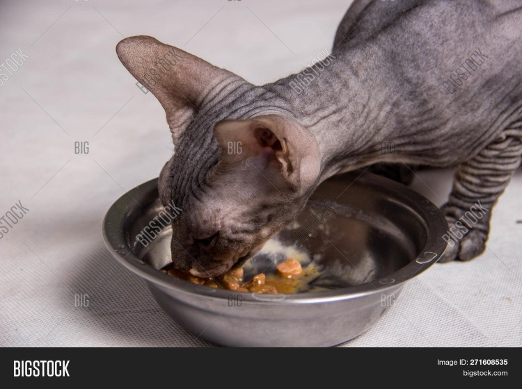 Кот сфинкс Пожиратель еды