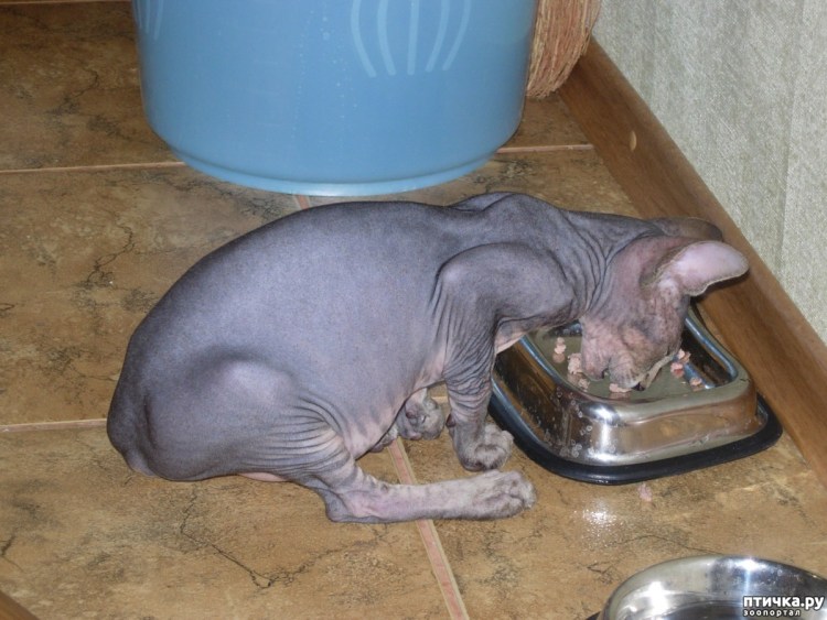 Ромашка успокаивает кот