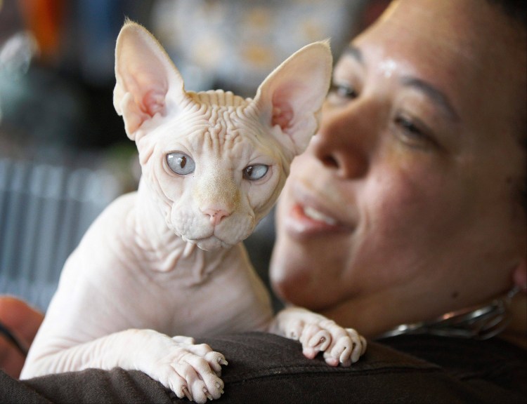 Кот сфинкс Пожиратель еды