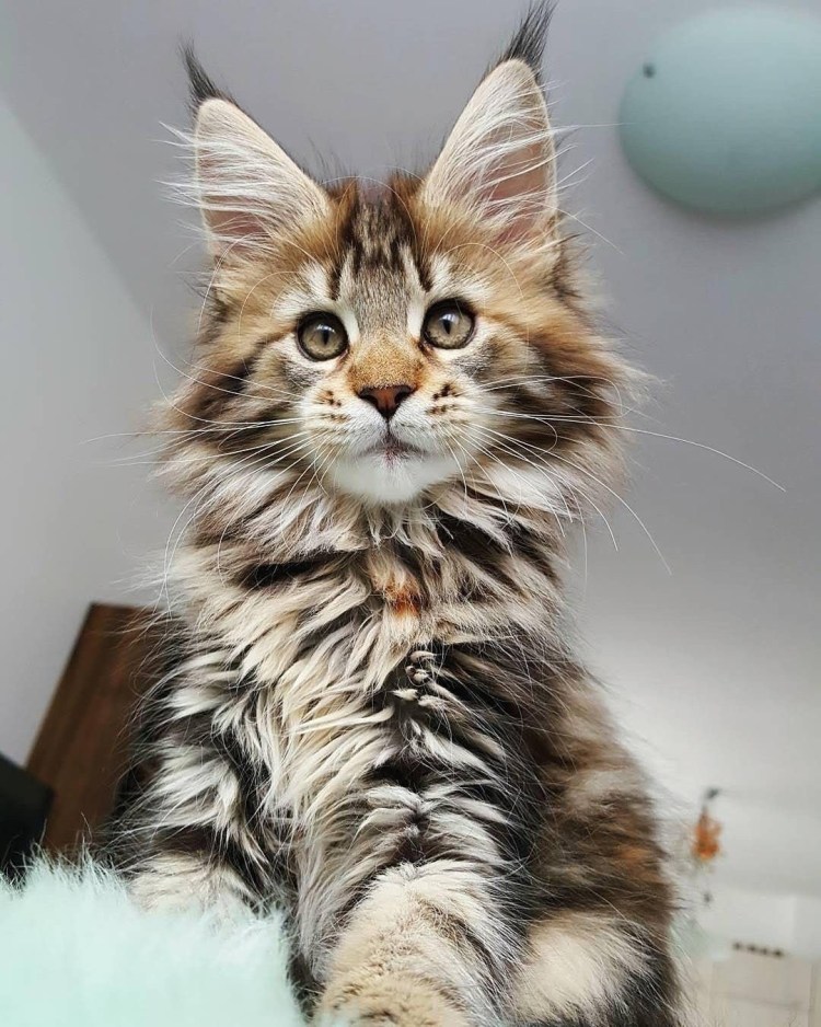 Коты Мейн куны