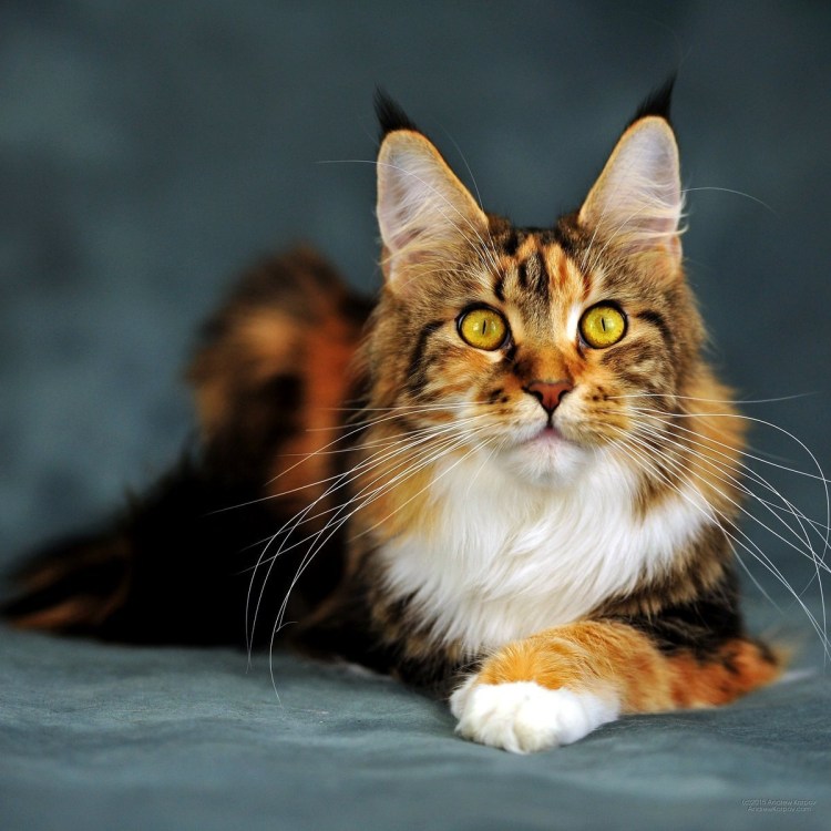 Мейн кун рыжий