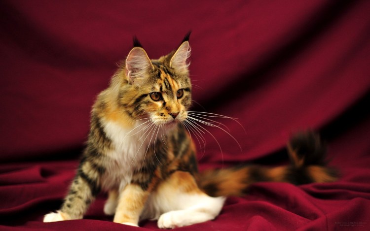 Мейн-кун Мейн-кун кошки