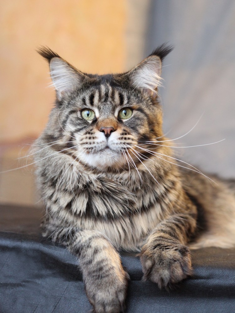 Рыжий кот Мейн кун