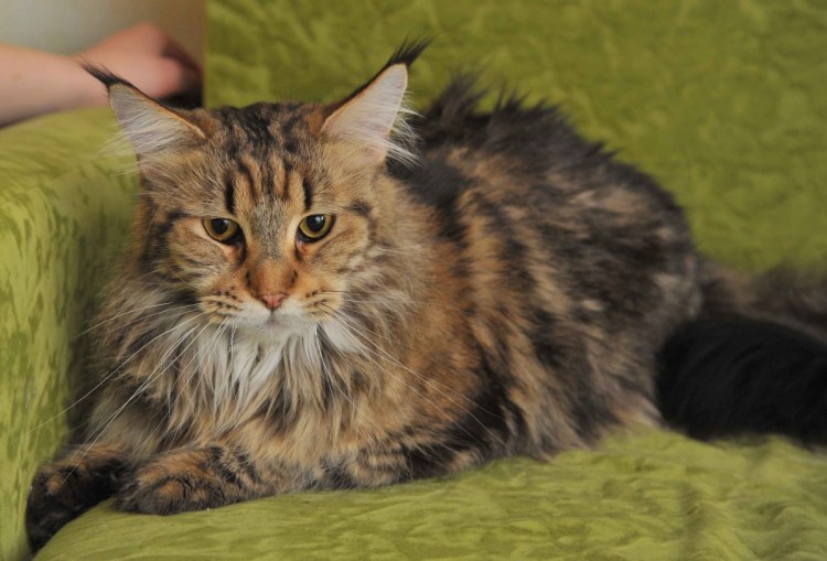 Гибрид Мейн куна