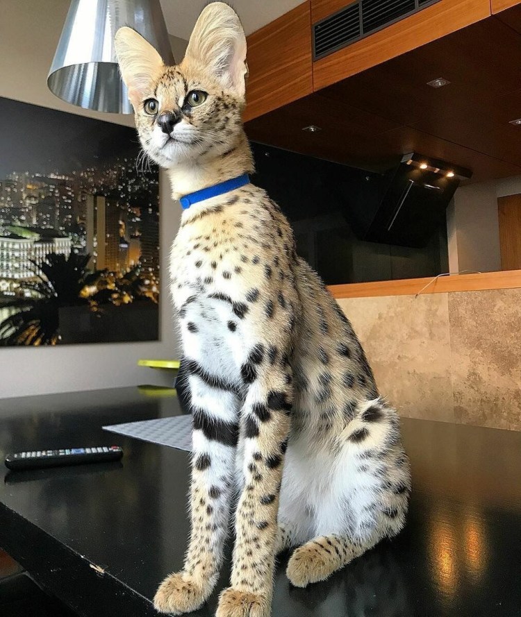 Кот Мейн кун