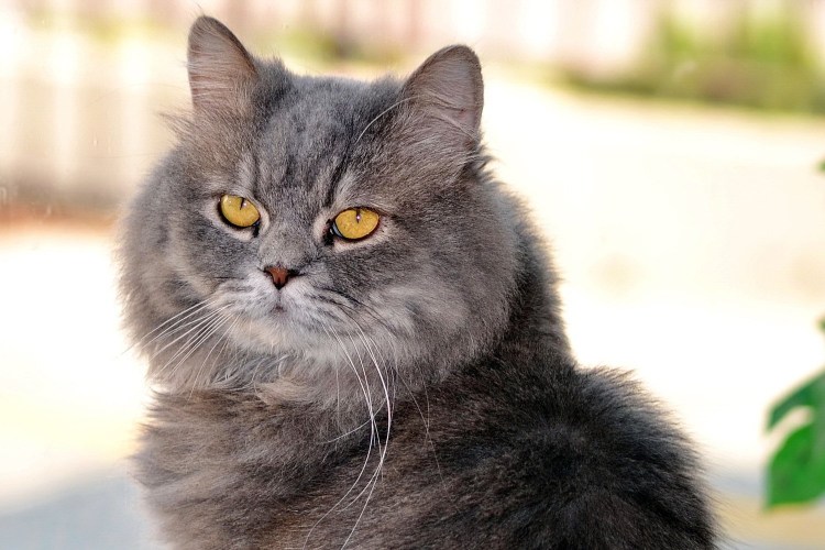 Коты Мейн кун