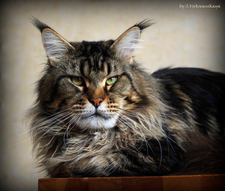 Кот Маккуин фото