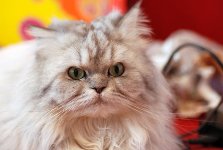 Персидская длинношерстная кошка