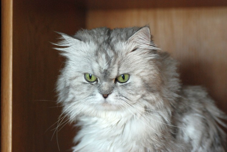 Порода кошек Персидская шиншилла