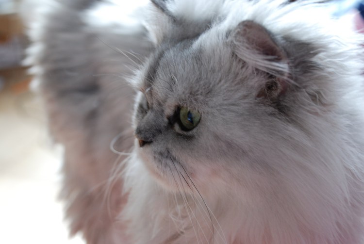 Шотландская прямоухая хайленд страйт