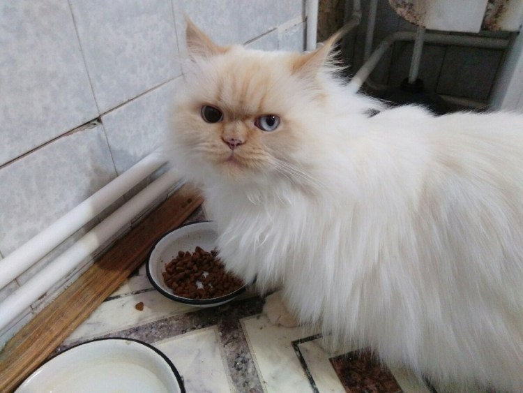 Персидский шиншилла кот рыжий