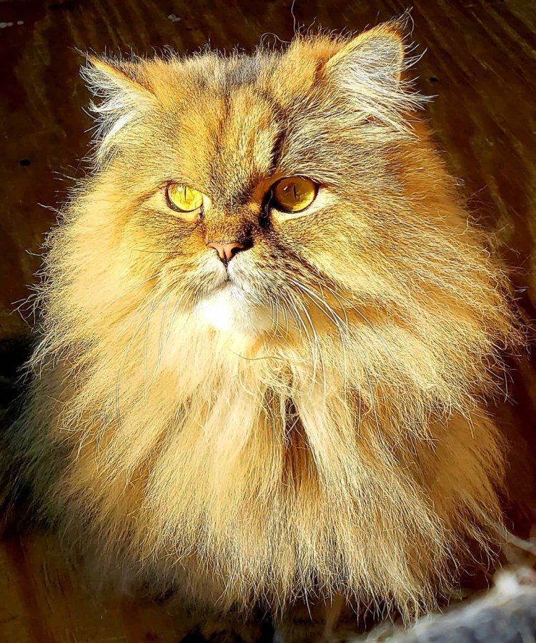 Персидская шиншилла долл фэйс