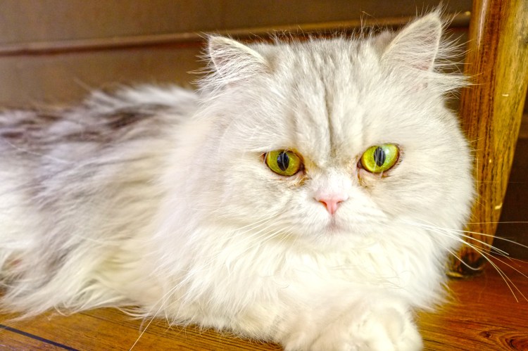 Персидский шиншилла кот рыжий