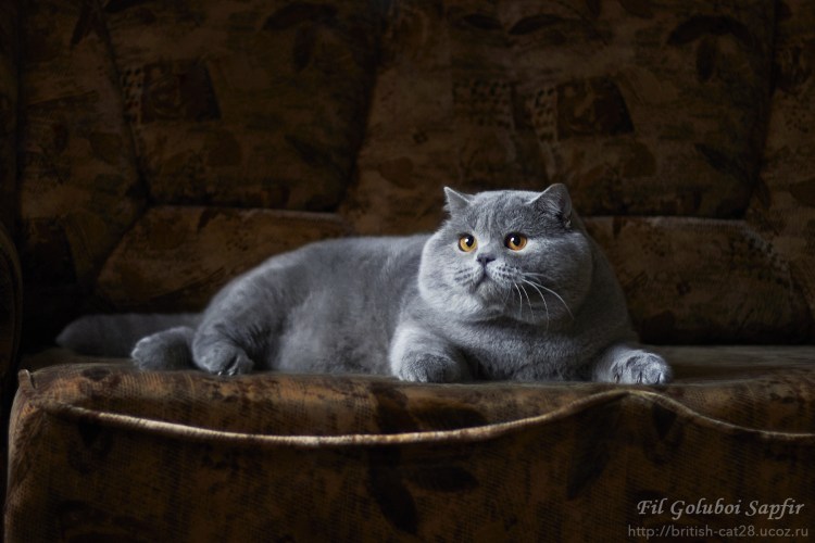 Кот британец пепельный
