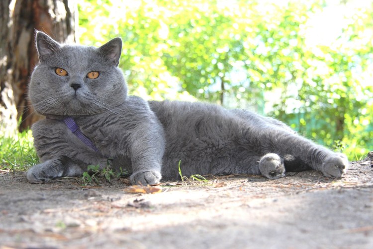 Британский короткошерстный кот толстый