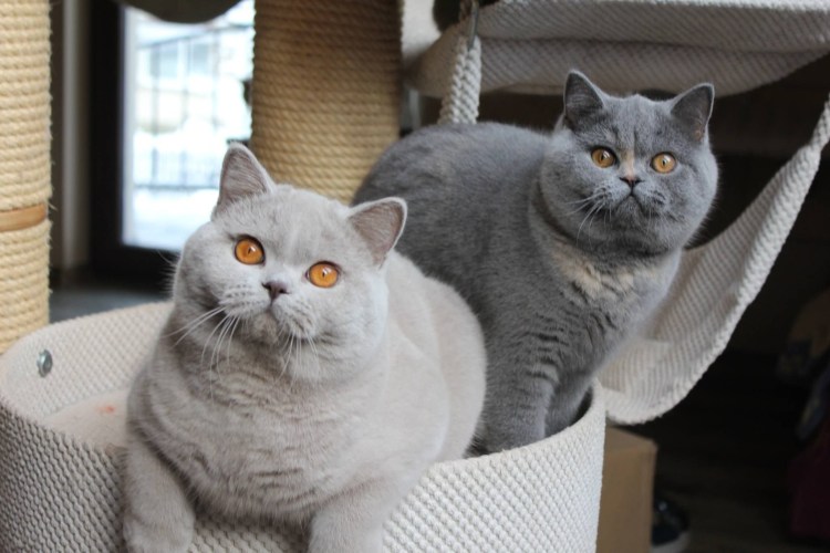 Британская короткошёрстная кошка толстая