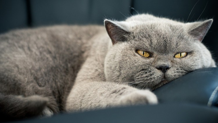 Упитанный скоттиш фолд