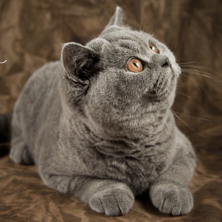 Толстые коты британцы