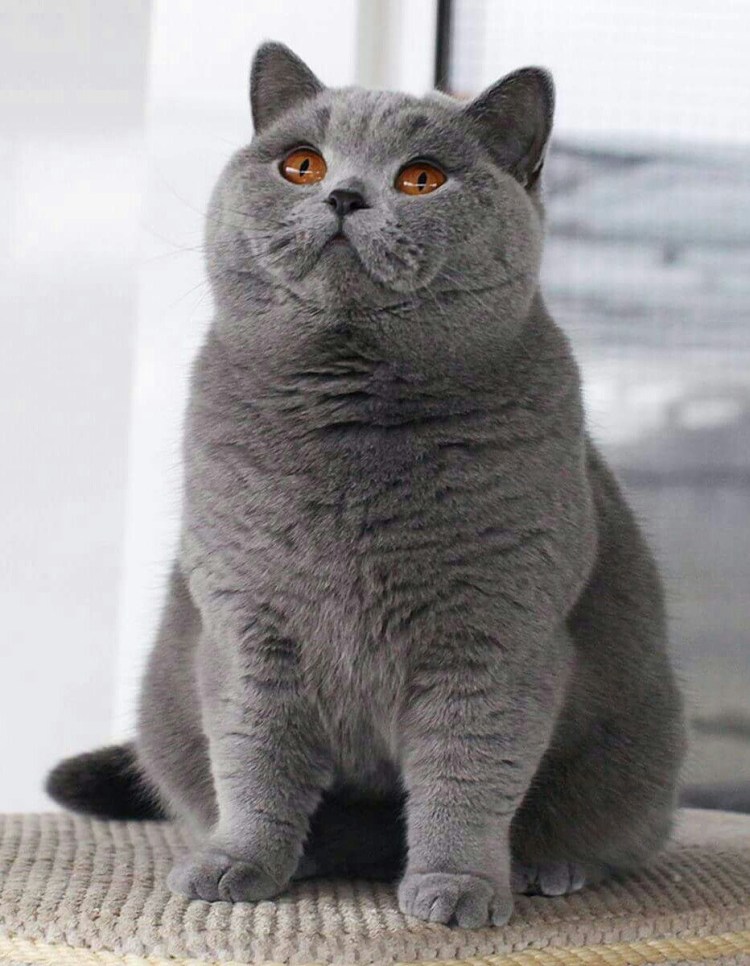 Британский вислоухий голубой кот жирный