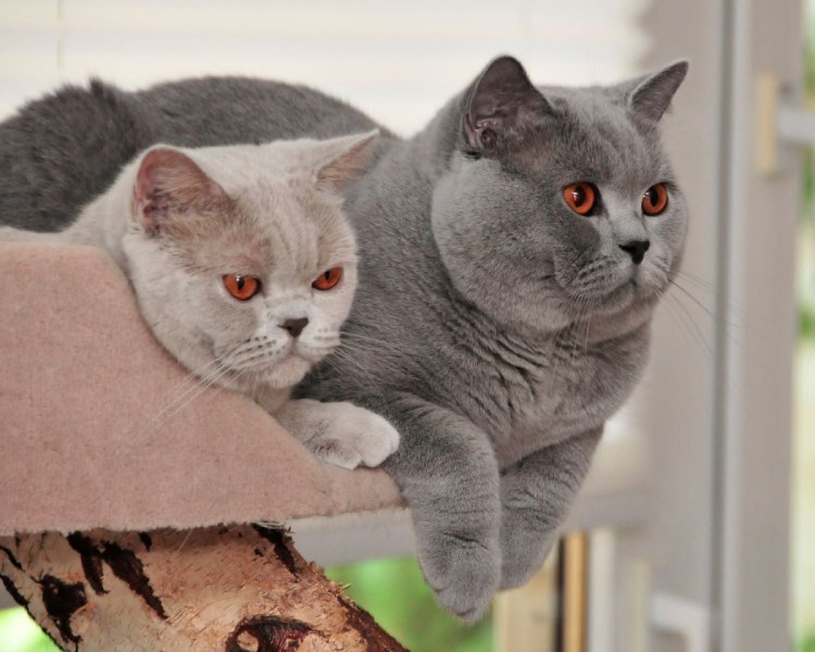 Толстые коты британцы