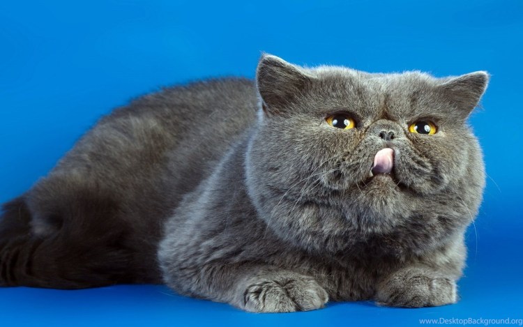 Толстый серый кот