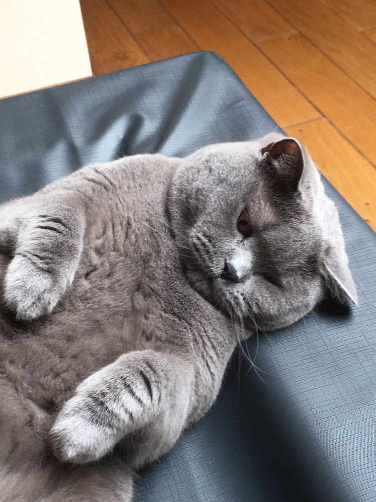 Крупный британский кот