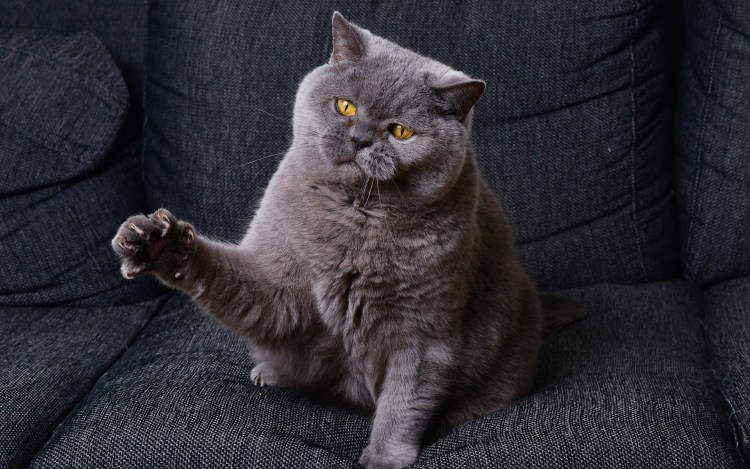 Кот дымчатый британец