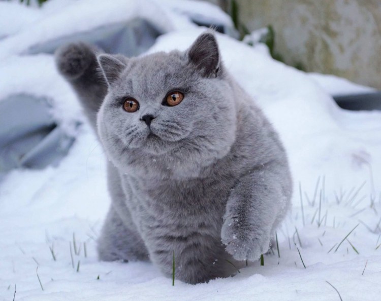 Шатлано Британская кошка