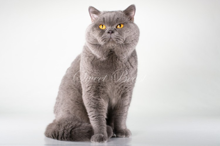 Британская короткошёрстная кошка толстая