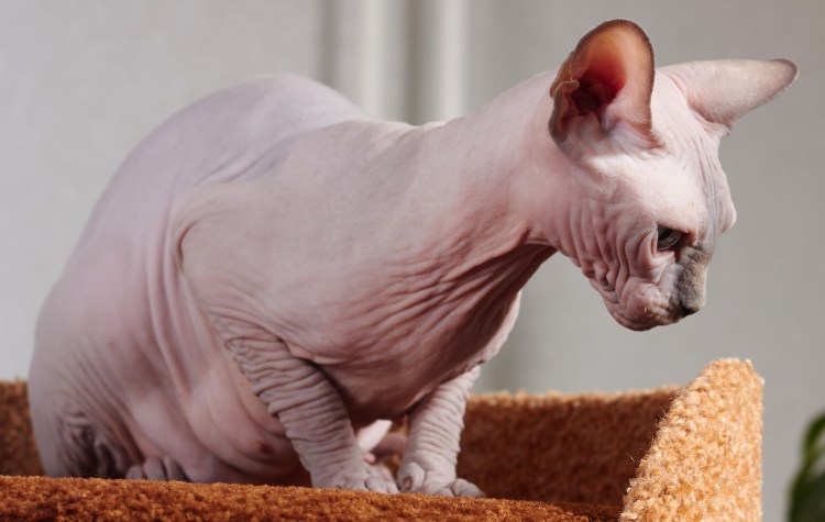 Кот породы Девон рекс