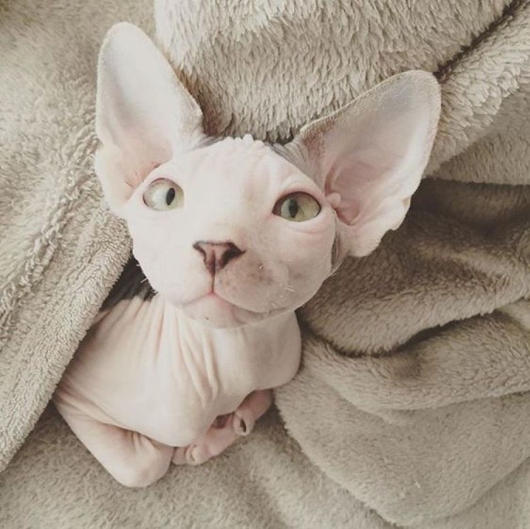 Корниш рекс