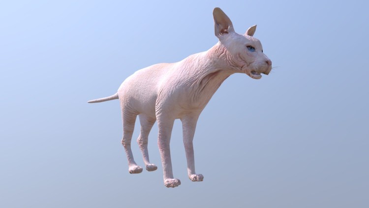 Канадский сфинкс с шерстью