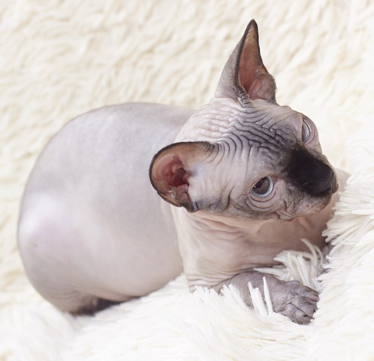 Ольга Никишина сфинкс