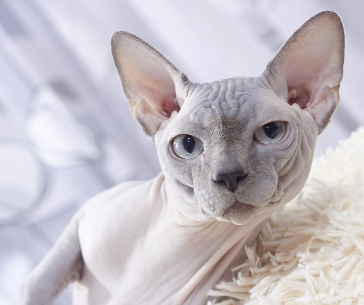 Донской и канадский сфинкс отличия фото