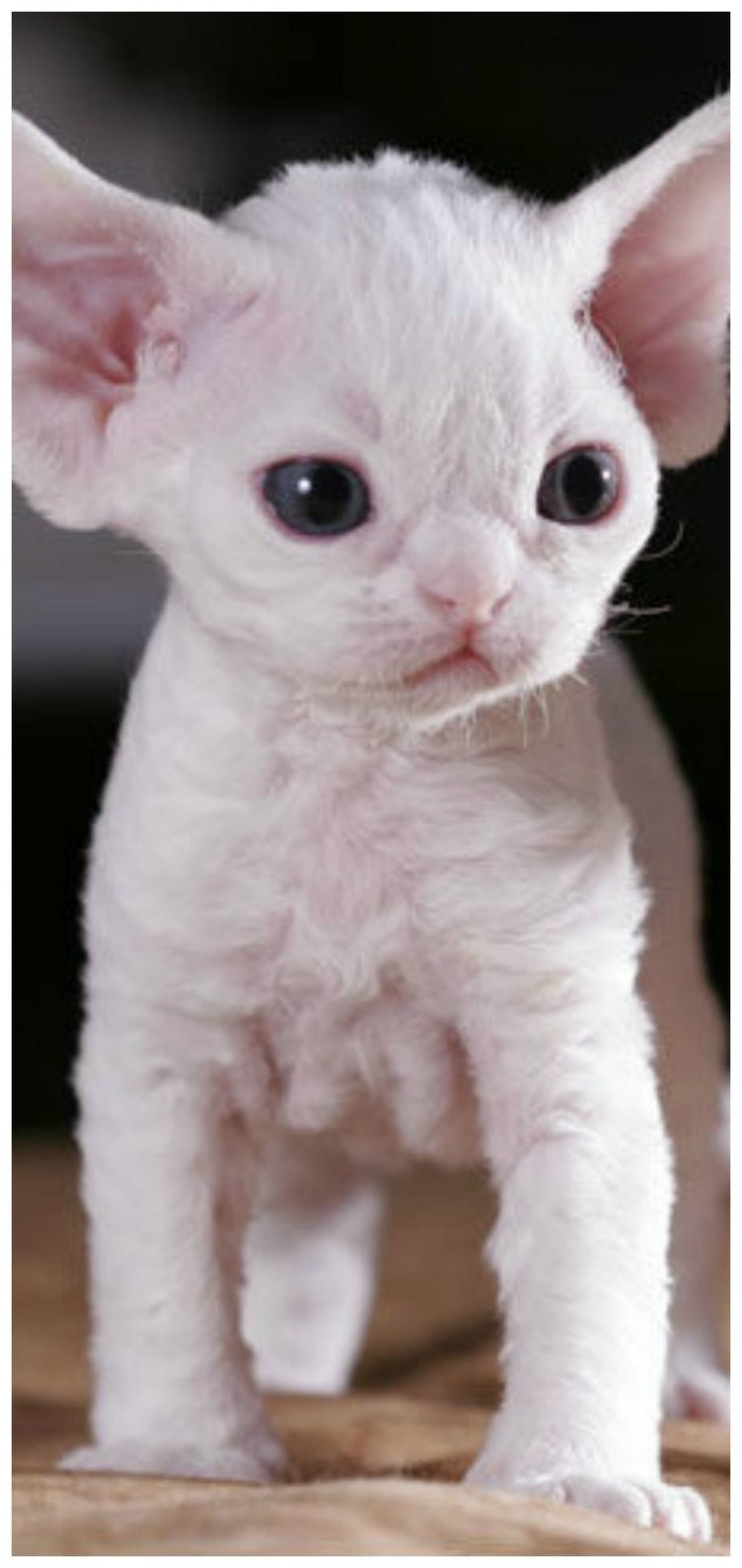 Ольга Никишина сфинкс