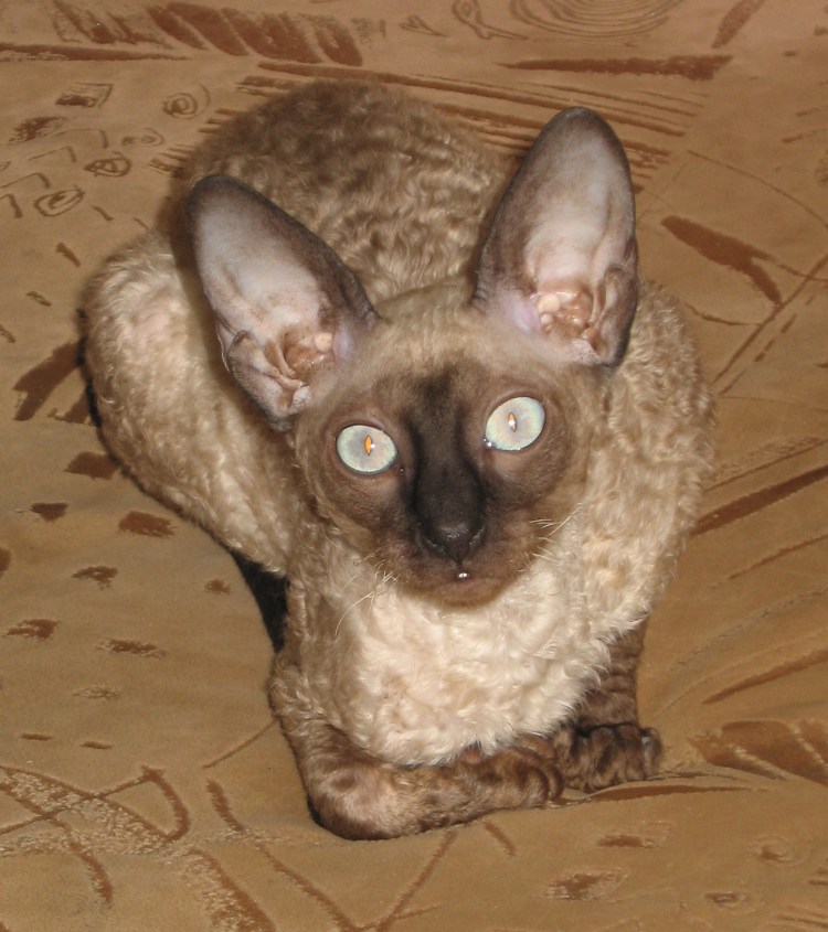 Коты Корниш рекс