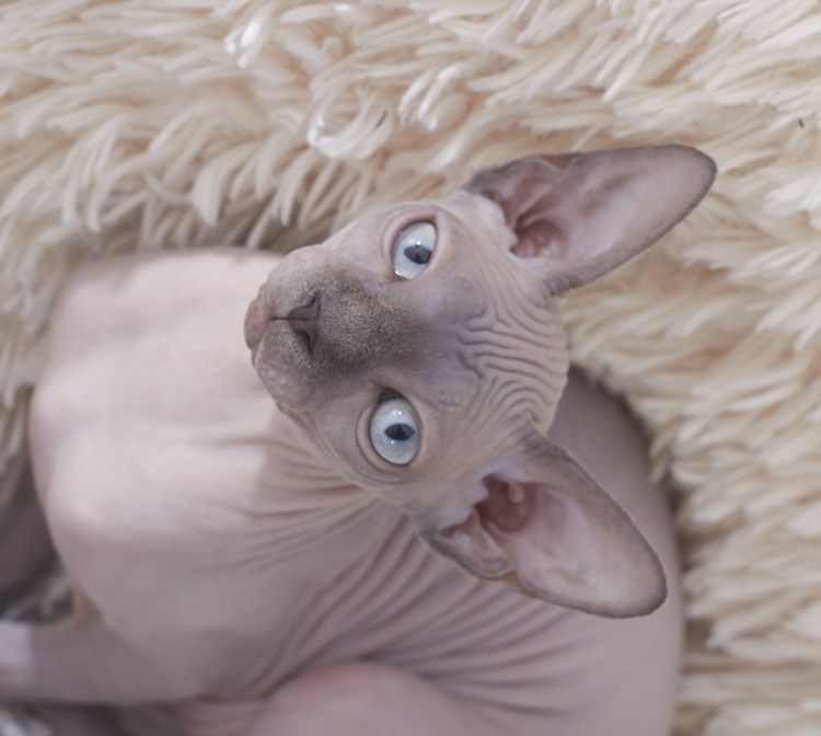 Котята Донской сфинкс флок