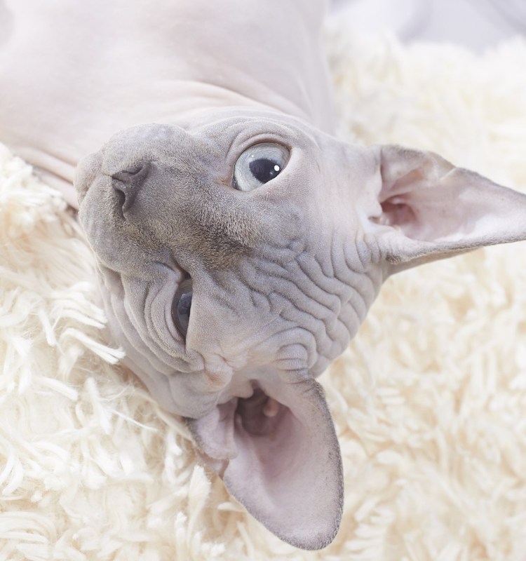 Кот Девон рекс