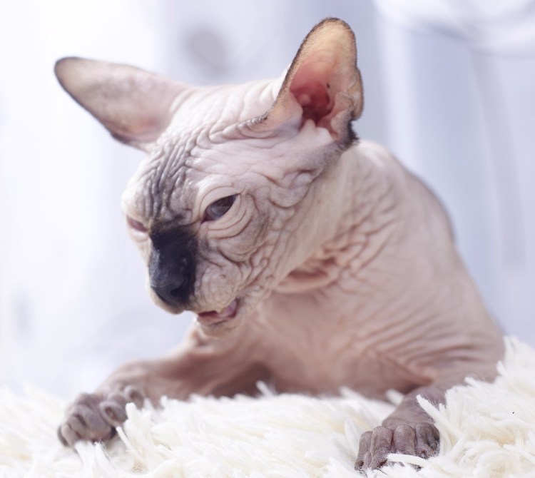 Канадский сфинкс Калико