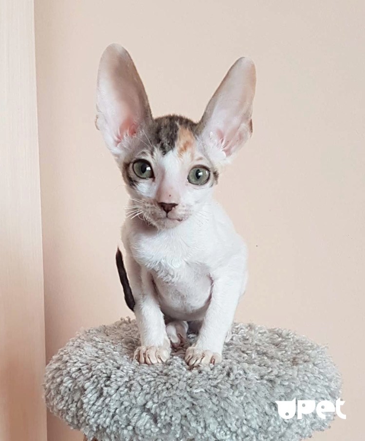 Порода Селкирк рекс