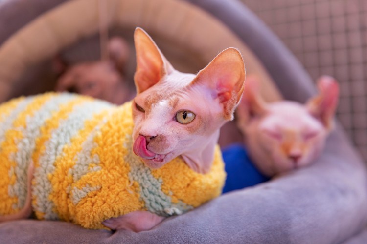 Корниш рекс каракулевый