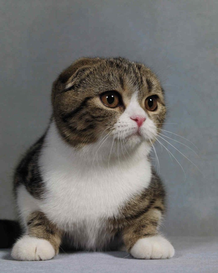 Манчкин кот