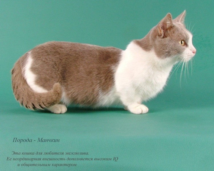 Коты породы Манчкин