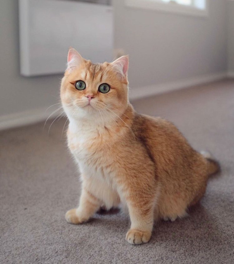 Манчкин кот