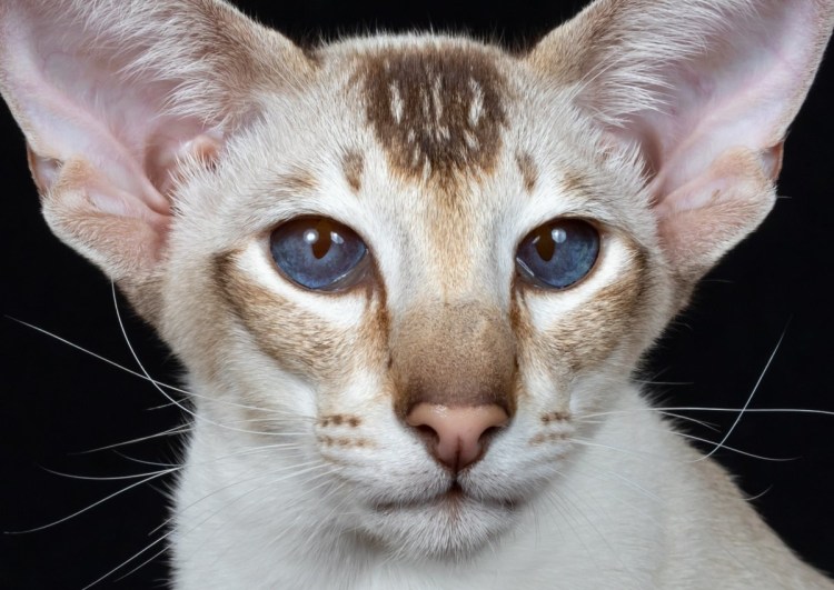 Кот Ориентал