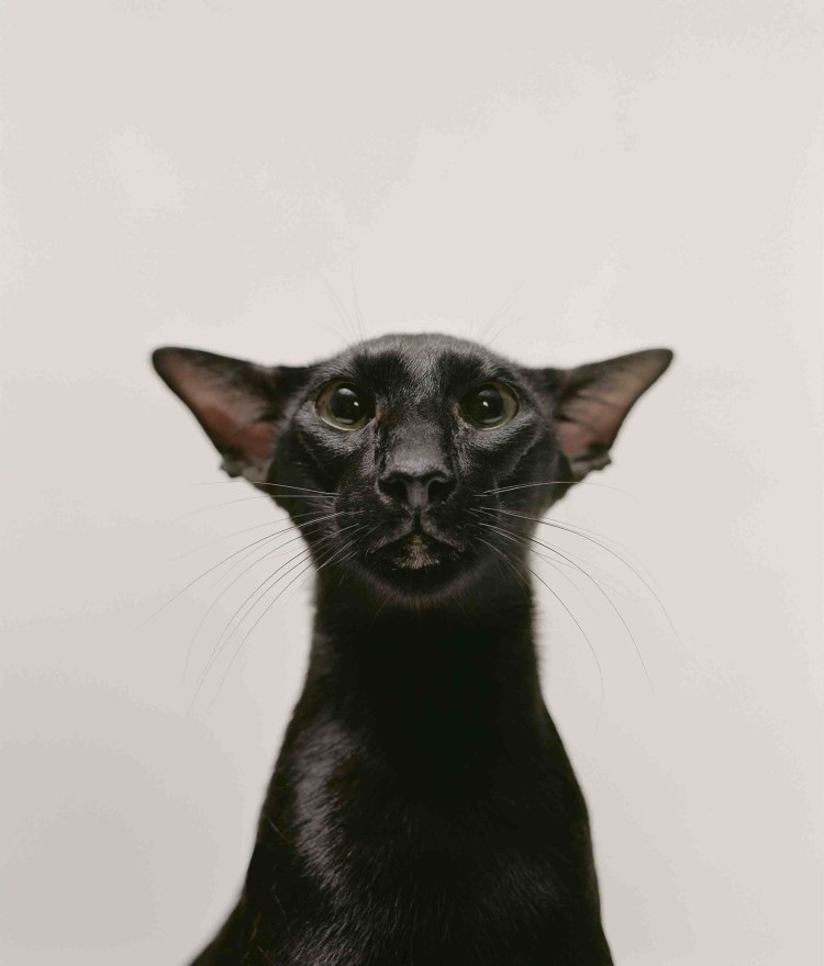 Сиамский Петерболд