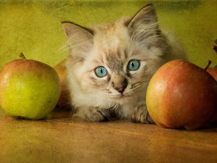 Яблочная кошка